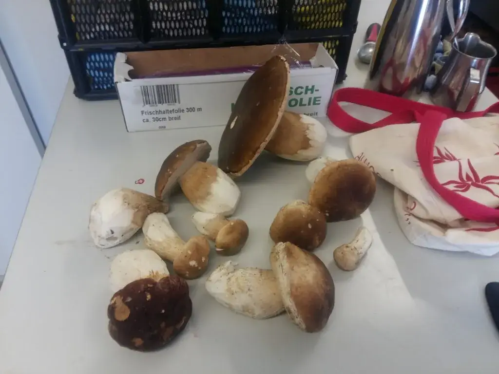 Menu_Kaffeewirtshaus Schlagers_Birkfeld_immagine_8