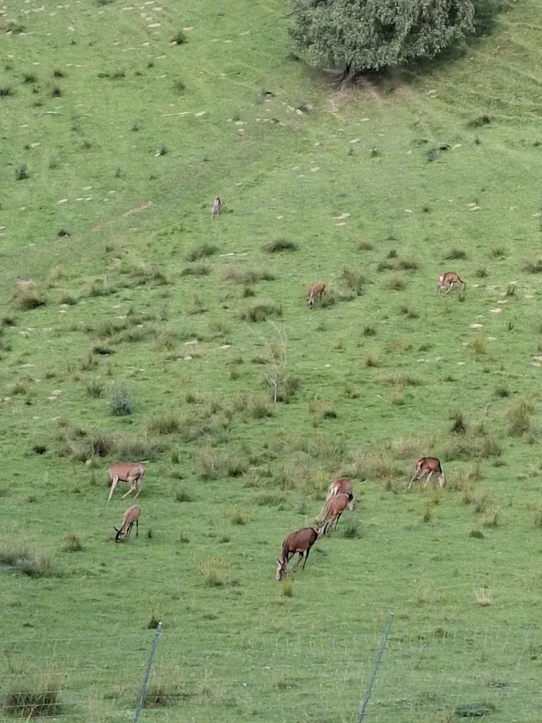 Ana Maria H._Einkehr Prieselbauer_Deuchendorf_review