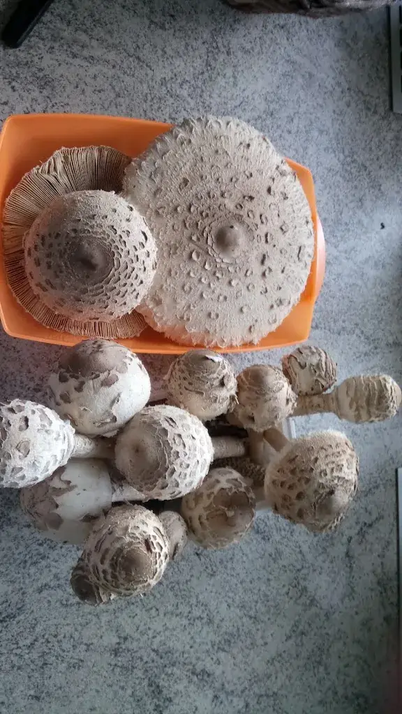 Menu_Gasthaus Lecker_Empersdorf_image_8