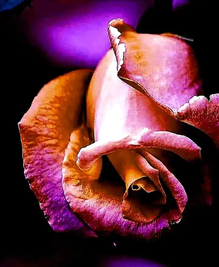 Jing's Restaurant_Podersdorf am See_slider_image_3