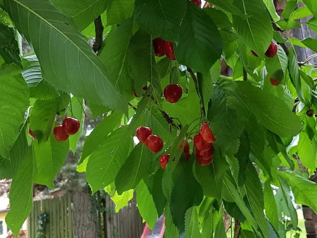 Helena_Gasthaus Fuchswirt Jochum_Greisdorf_review