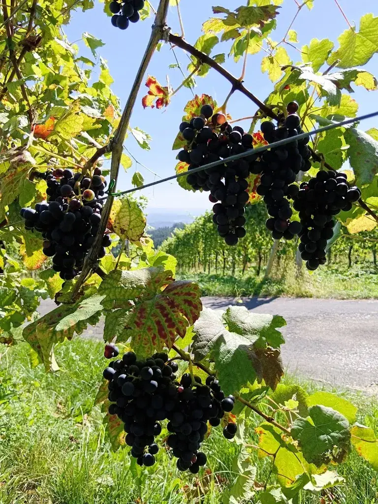 Gerald Lohner_Buschenschank Weingartschlögl_Greisdorf_review