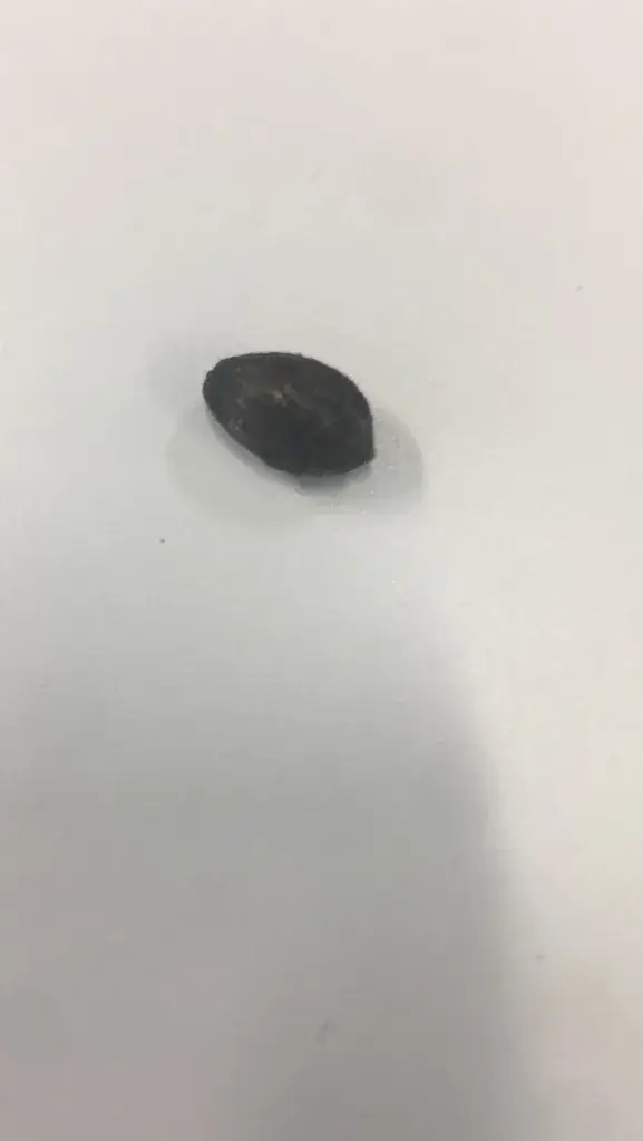 James Cook_Food House_Haus_review