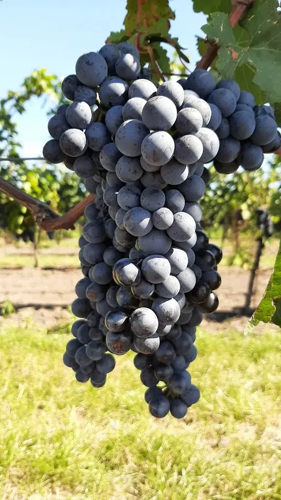 Norbert Pütz_Buschenschank zur Mühle_Sankt Andrä am Zicksee_review