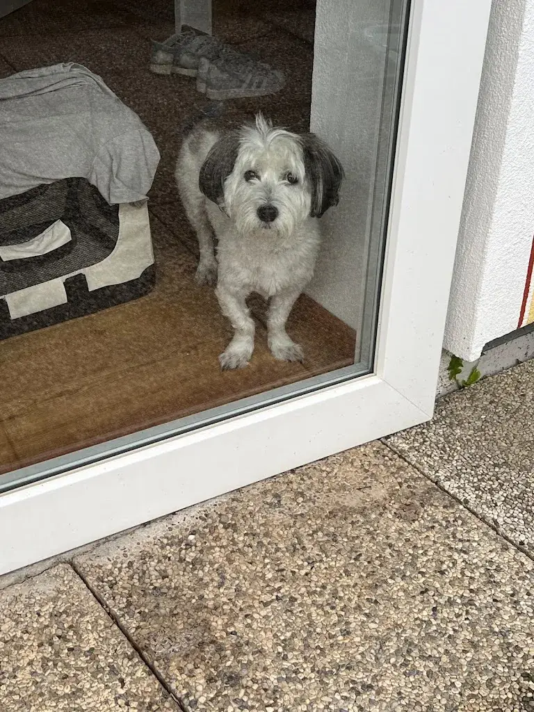 Dennis (Dennnis)_Schallerwirt_Krakaudorf_recensione