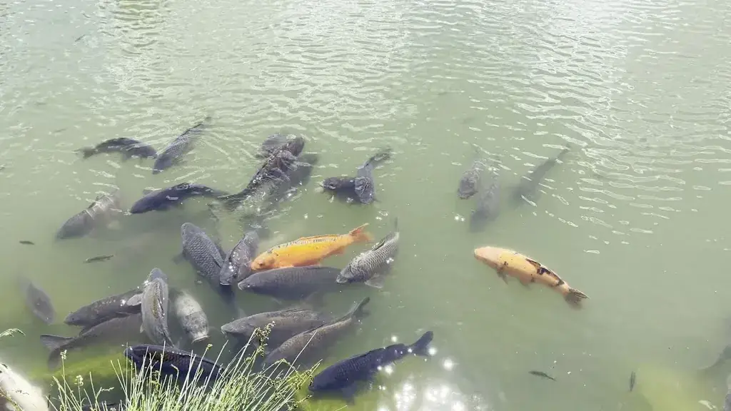 Gasthof Fischerwirt_Neumarkt in Steiermark_slider_image_2