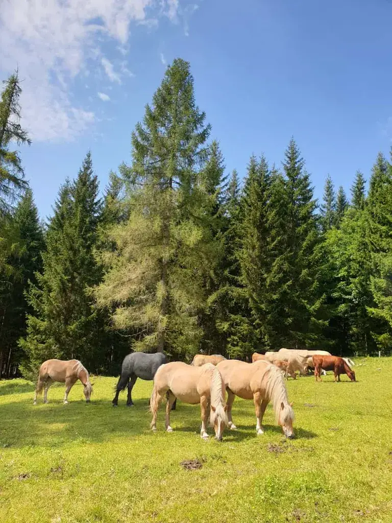 Gerald Sommer_Brandalm_Ramsau am Dachstein_review