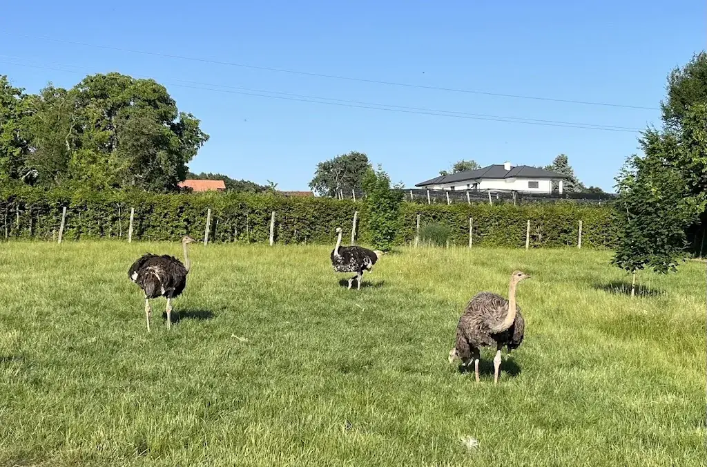 Alexander Sauer_Lindenhof Auffen_Sebersdorf_avis
