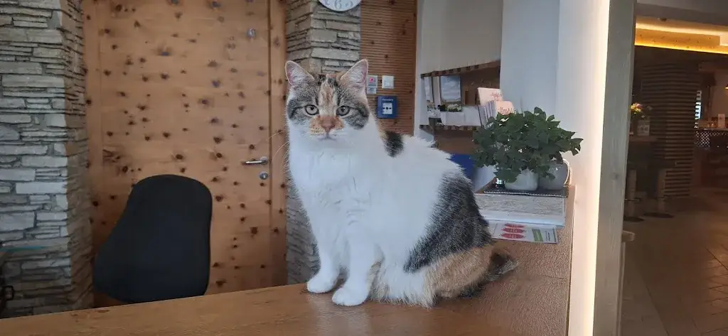 Andrea Buchgraber_Der Almblick_Strallegg_avis