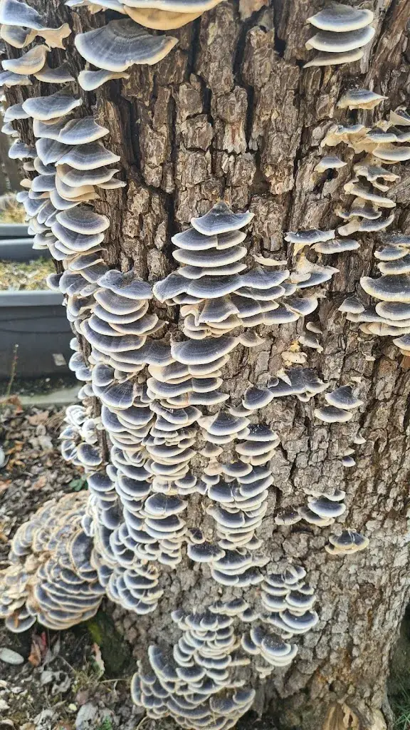 Ariel Mizrahi_GH Zur Schmiedn - Timmersdorf_Traboch_review