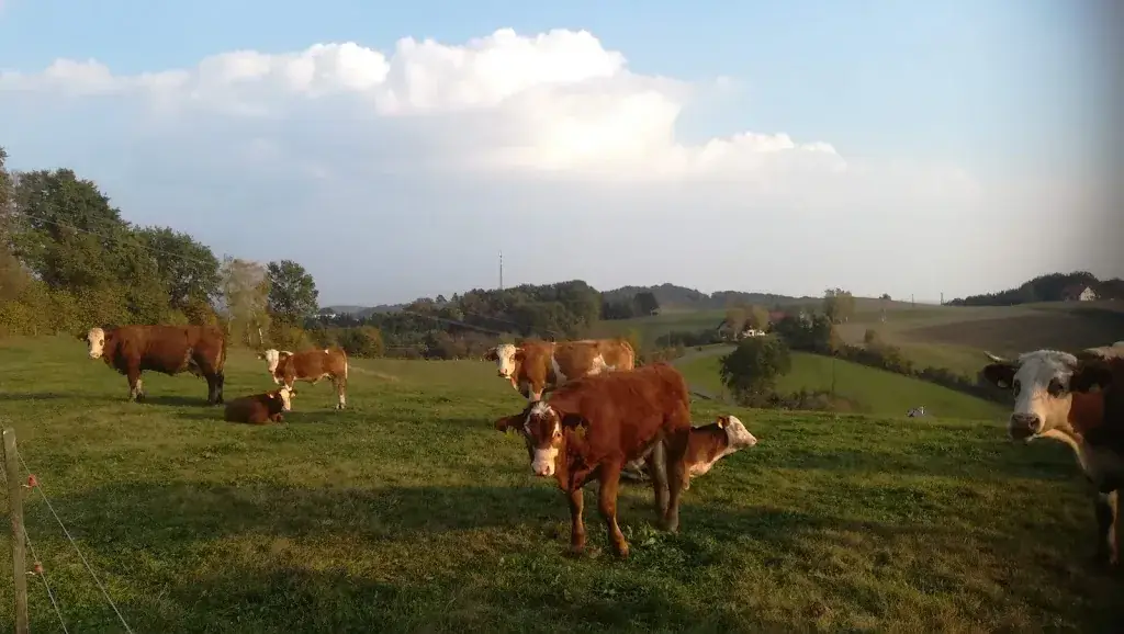 Hironymus ****S_Josef Wallner jun._Unterlamm_review