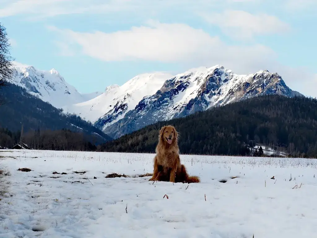 Toni's Pizza & Kebap_Trofaiach_slider_image_3