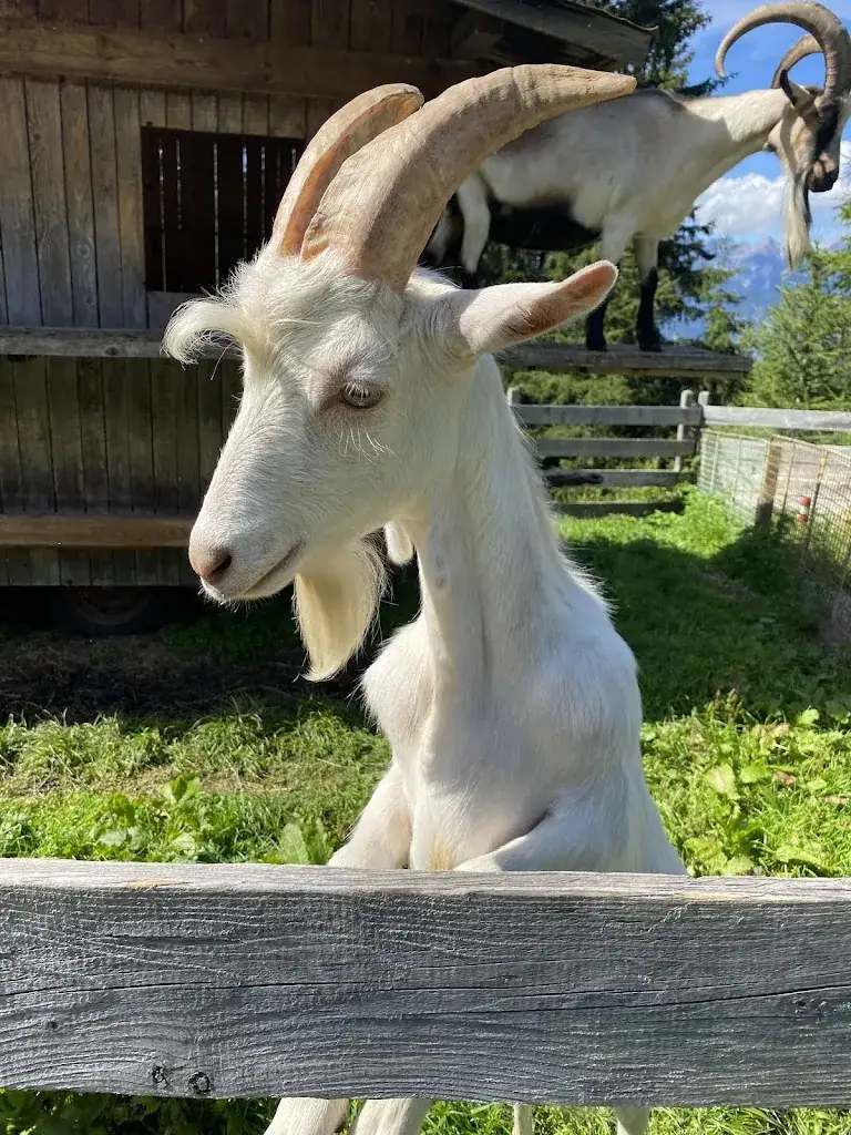 Cindy Köhler_Jausenstation Schafalm_Axams_review