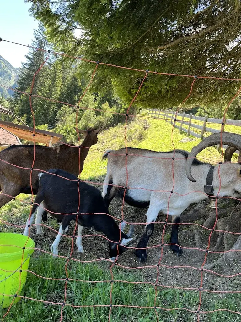 Franzi Wurzer_Jausenstation Schafalm_Axams_review