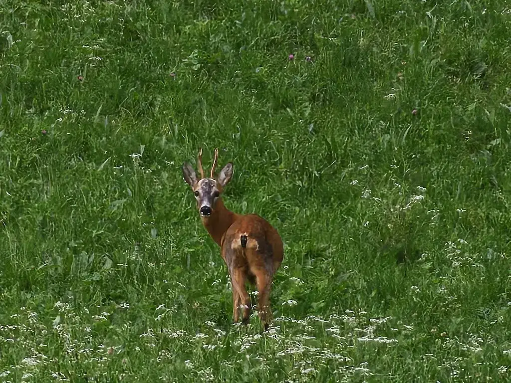 András Vidéki_Holzalm_Brixlegg_review