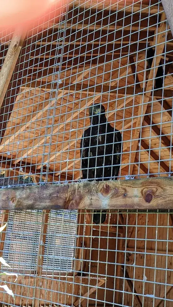 Markus Junge_Frommes Alp_Fiss_review