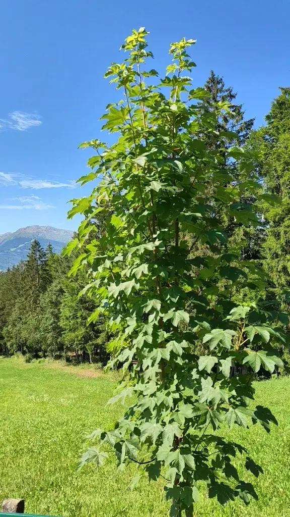 Regards Suki_Hotel Speckbacherhof_Gnadenwald_review