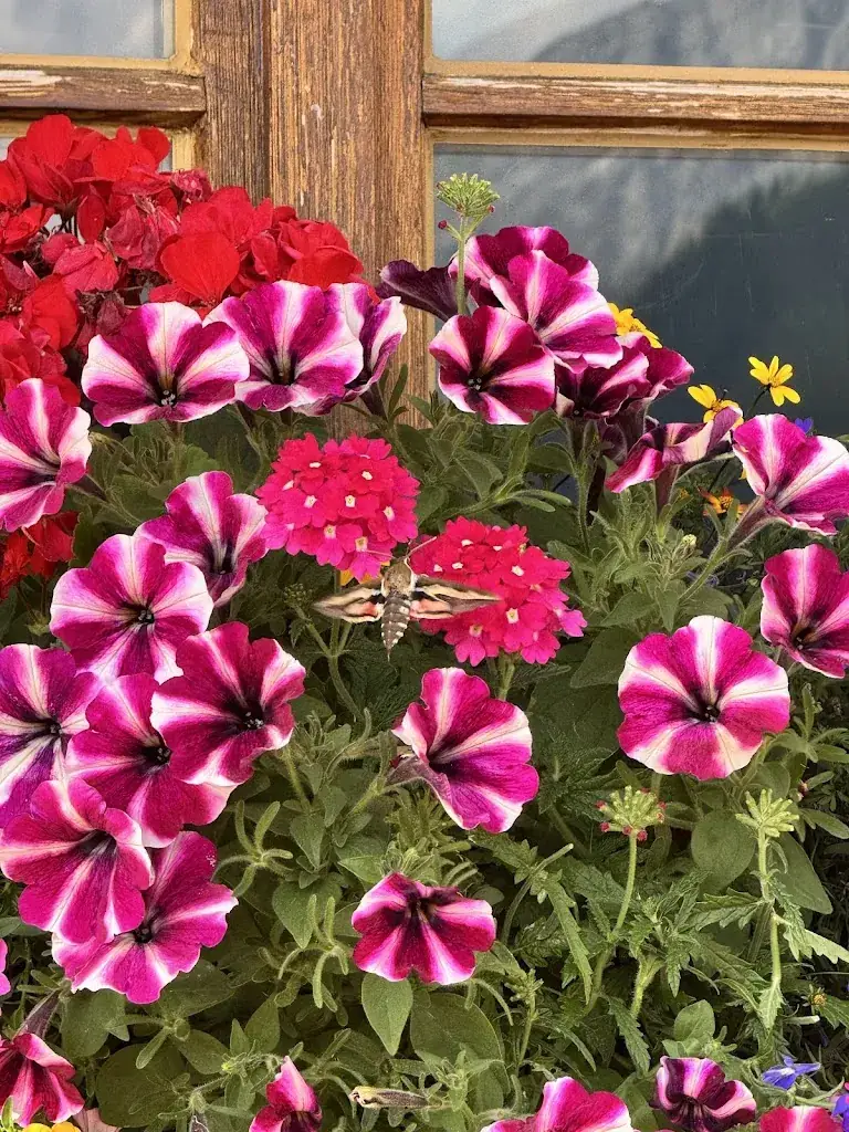 Mika_Heiterwanger Hochalm_Heiterwang_recensione