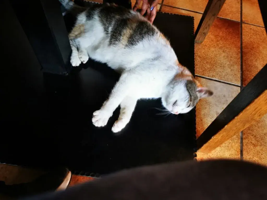 HH L_Hotel Schöne Aussicht_Kartitsch_review