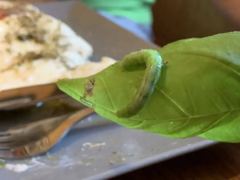 Petr Pospisil_Café Central_Arnoldstein_review