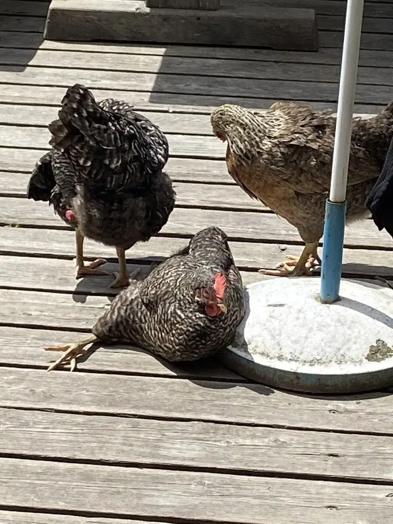 Daniel Benes_Ochsenhütte Mieders_Mieders_recensione