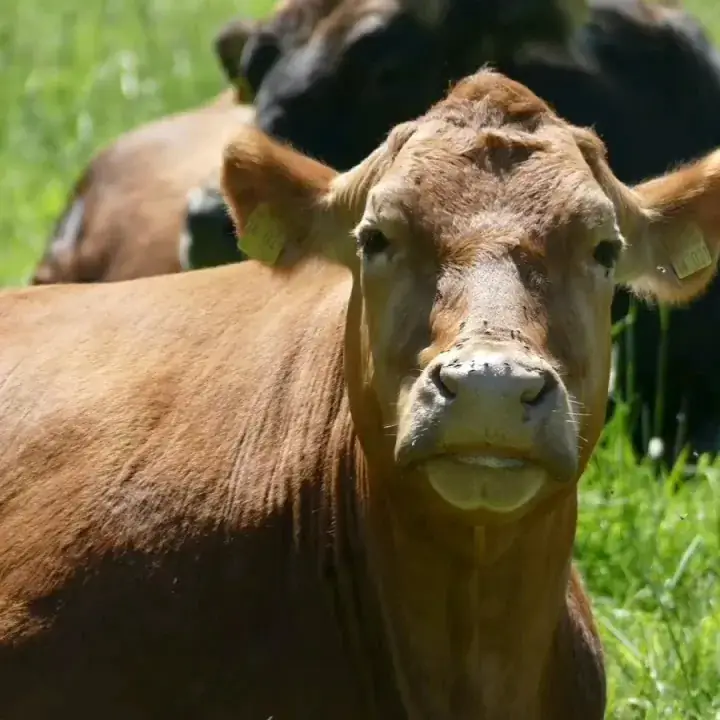 Tiroler Wirtshaus am Locherboden_Mötz_slider_image_2