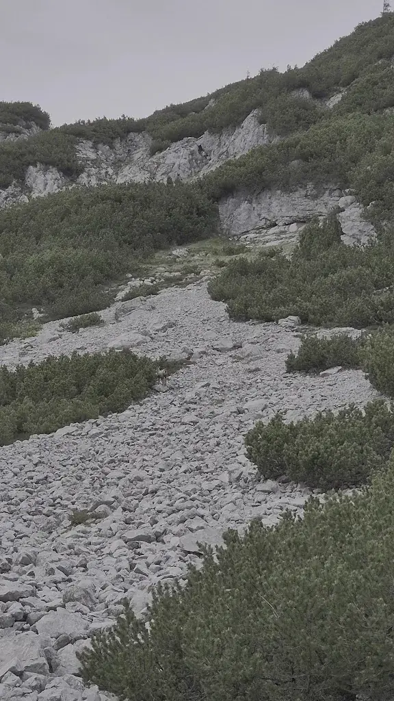 Almwirtschaft Grazerhütte_Mitterndorf_slider_image_2