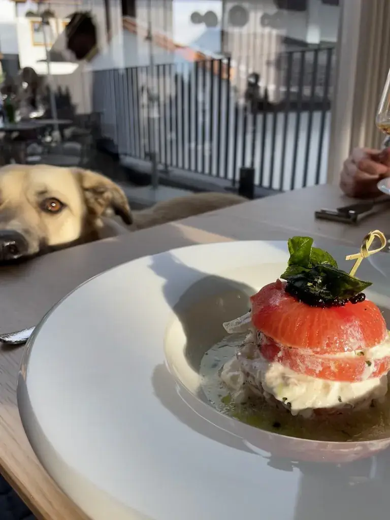 Romée van den Ende_feline_Oetz_review