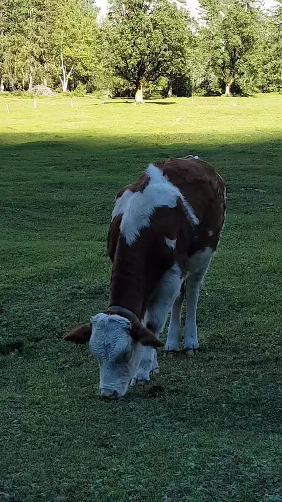 Kastenalm_Scharnitz_slider_image_2