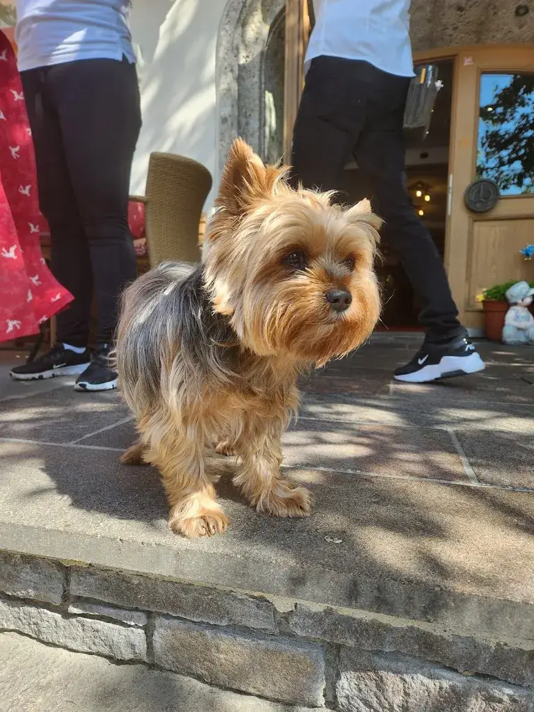 Spikey Flo_Hotel-Gasthof Weberbauer Scheffau_Scheffau am Wilden Kaiser_avis