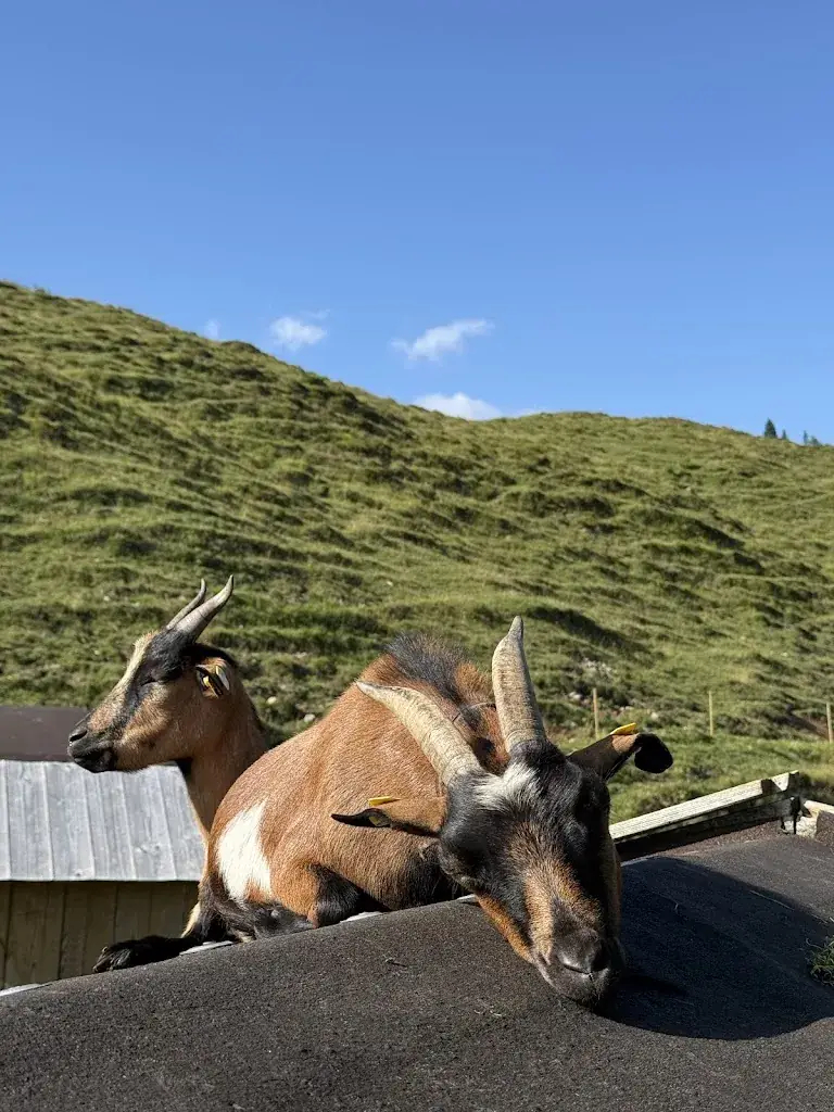 Oliver Drohn_Kafma Alm_Scheffau am Wilden Kaiser_recensione