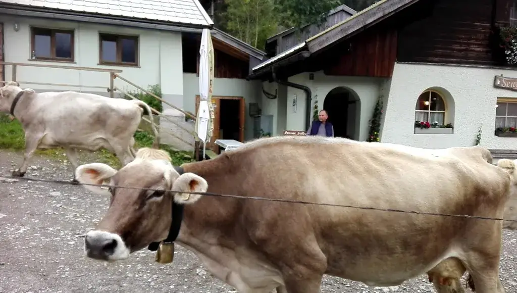 Fallerschein Alm Sennerstüberl_Stanzach_slider_image_2