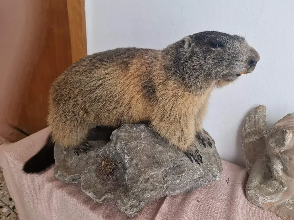 Oleg Suvorov_Gasthof Jägerklause_Stummerberg_recensione