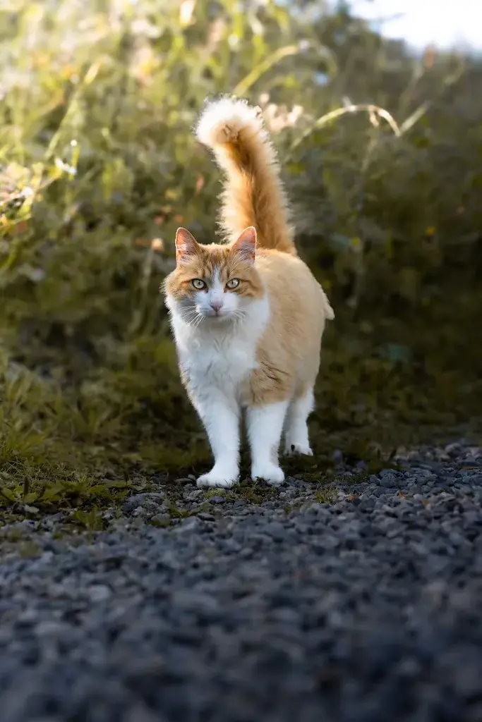 Dominik_Trunahütte_Trins_review