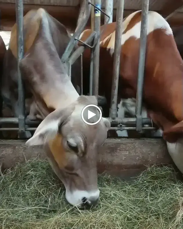 Biokäserei Walchsee im Kaiserwinkl_Walchsee_slider_image_2