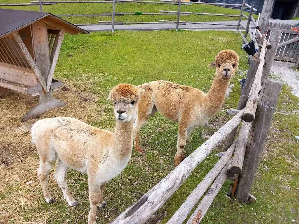 Pavel Hein_AHORNHÜTTE AHORNLODGE MAYRHOFEN_Ahorn_avis