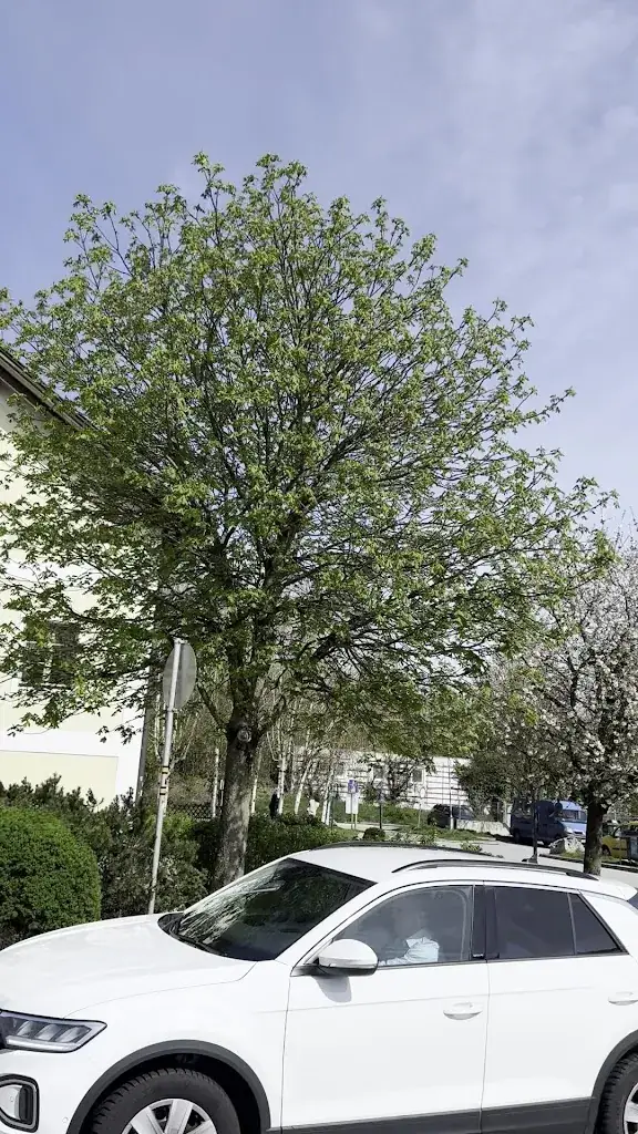 Ali Emre Akgunes_Wild Bean Café_Aistersheim_review