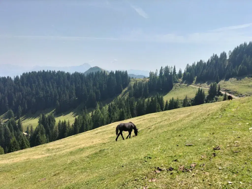 Giuseppe Alesci_Almwirtschaft Feistritzer Alm_Feistritz an der Gail_review