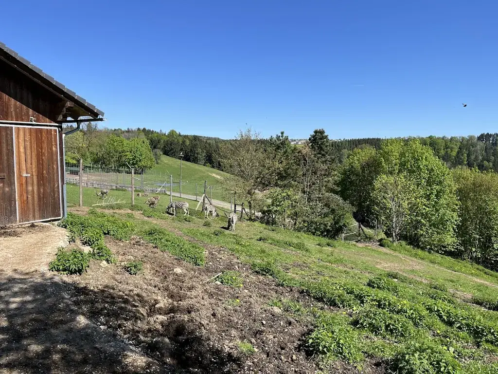 TH-Classic Automotive_Wildparkbuffet_Altenfelden_review