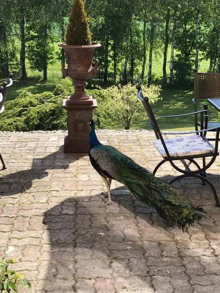 Juliane Weyland_Schloss Schörgern_Andorf_recensione