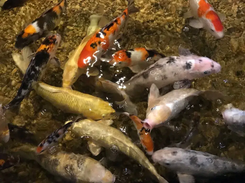 China Garden_Jabbeke_slider_image_2