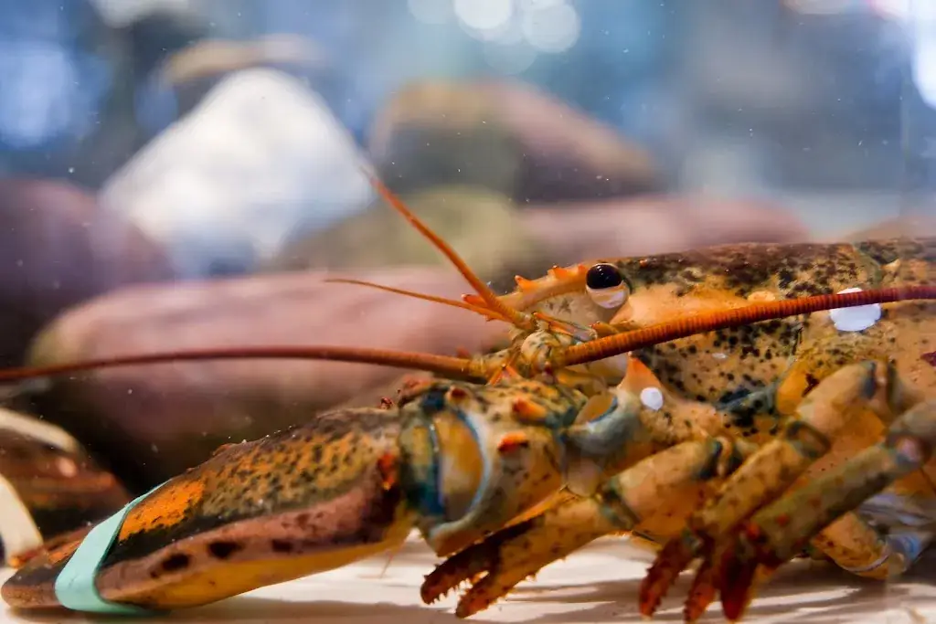 De Huifkar_Koksijde_slider_image_2