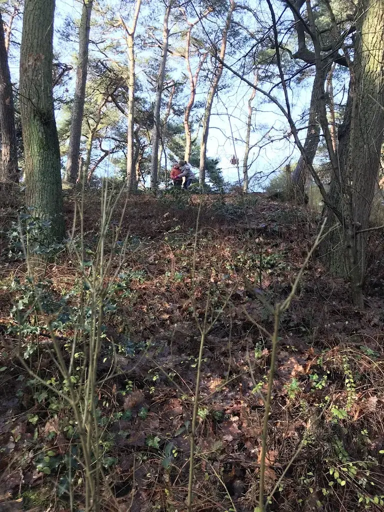 Jacqueline Meijers_De Rally_Pelt_review