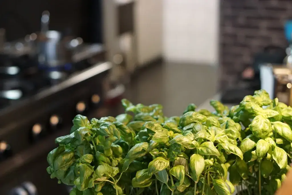 Menu_Pastabar NOVO_Pelt_image_3