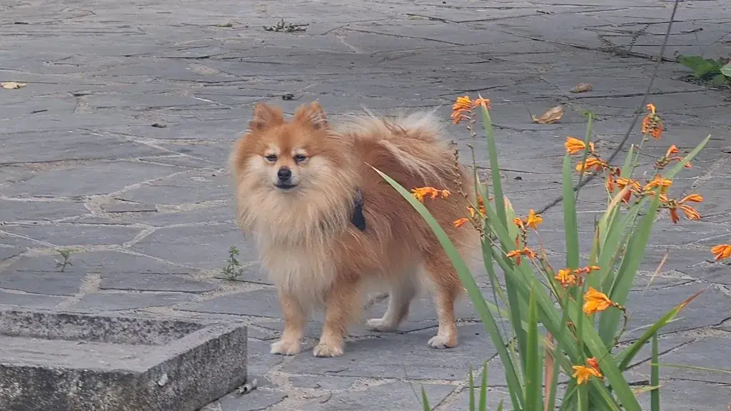 Pam Param_Burcht Hertog Jan_Oud-Turnhout_avis