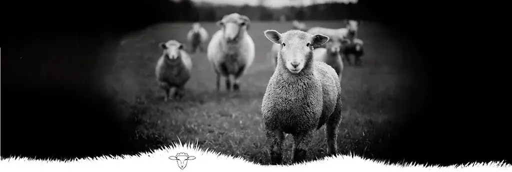 't Verloren schaap_Wevelgem_slider_image_2