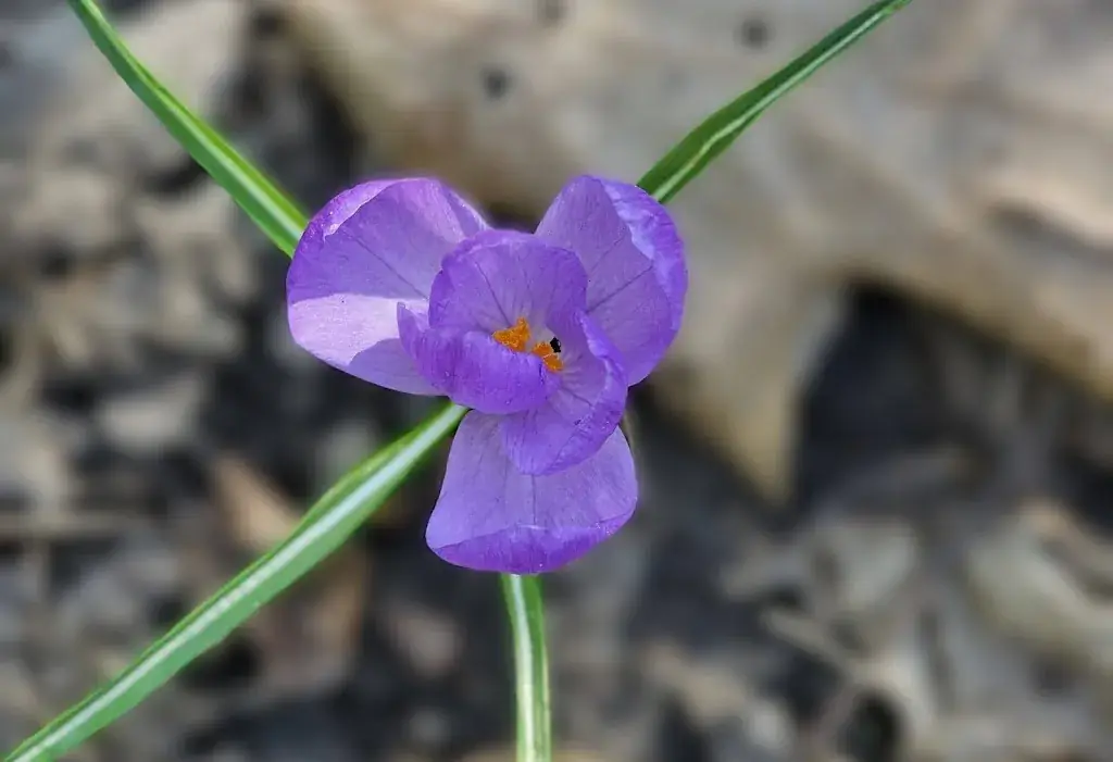 Hendrik Dg_'t Schipken_Zele_review