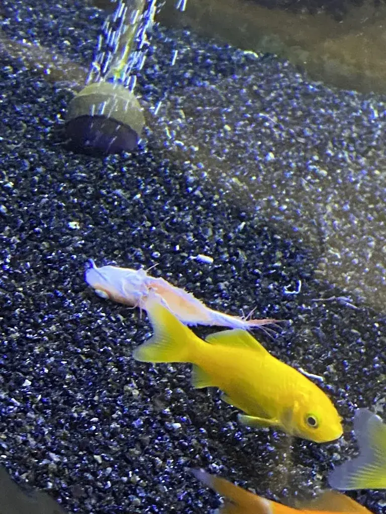 Manon Depoorter_La Chine restaurant Ath_Ath_review