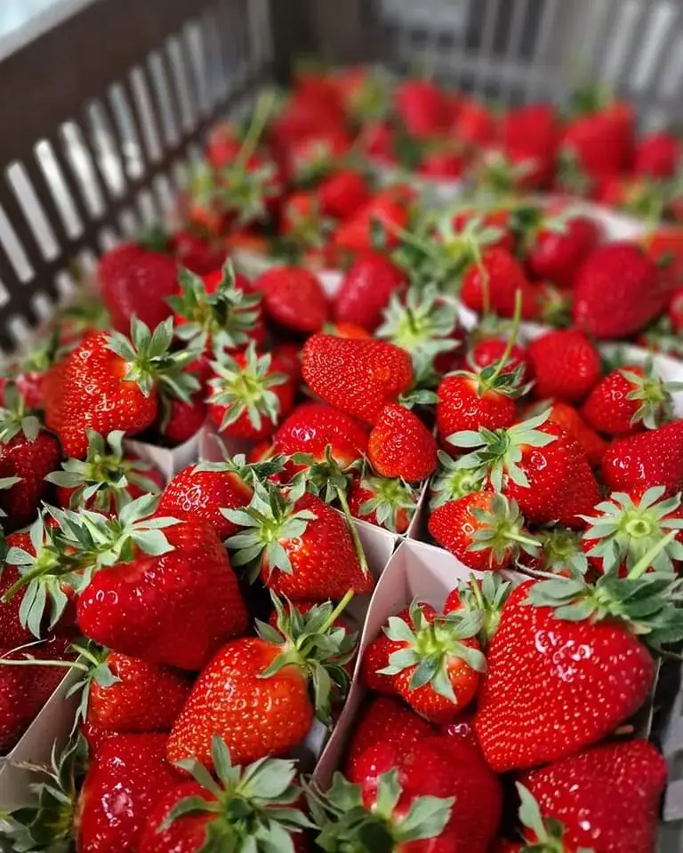 Menu_Distributeur de repas_Bernissart_imagen_8