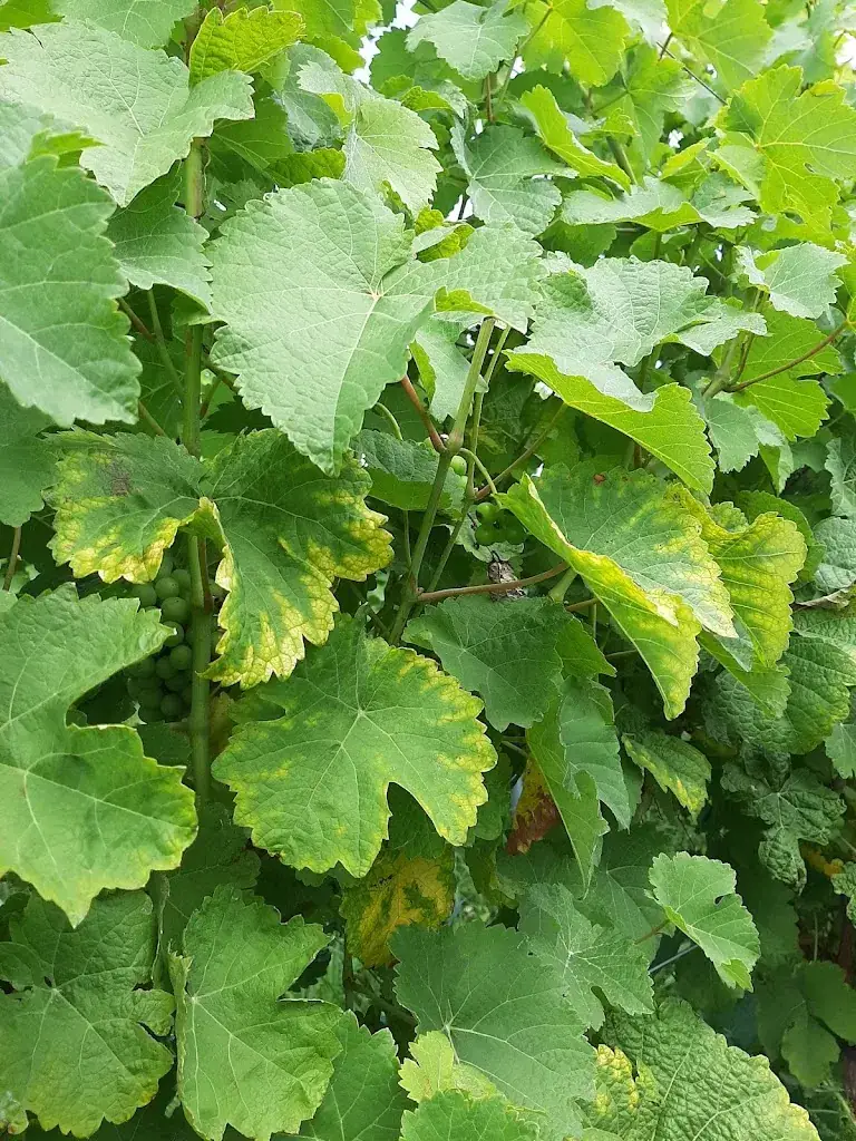 Menu_Domaine de la Bouhouille_Blegny_imagen_1